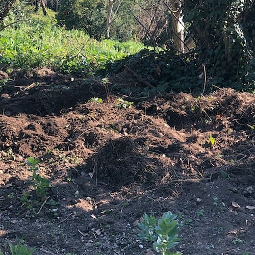 Emergenza cinghiali a Vietri sul Mare, Comitato Dragonea lancia allarme: «È tempo di agire»