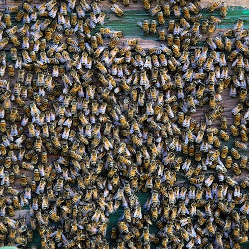 Furto di arnie e uccisione di api: arrestate due giovani a Nocera Inferiore 