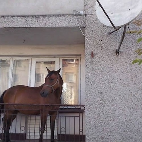 In casa col suo cavallo, 41enne di Pagani denunciato dai condomini