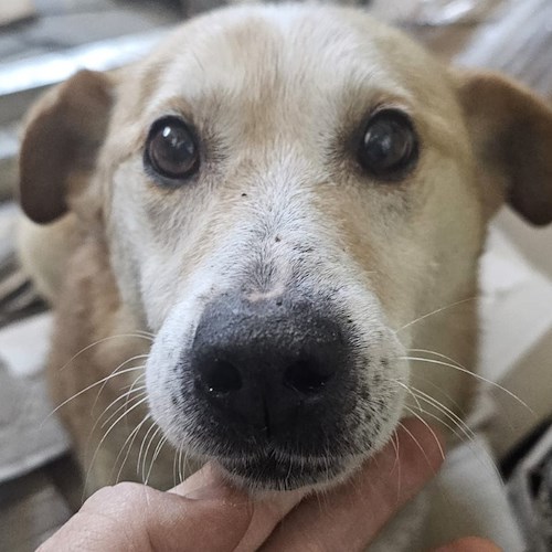 L'ENPA Costa d'Amalfi recupera un cane senza microchip, ora cerca urgentemente una casa per lui