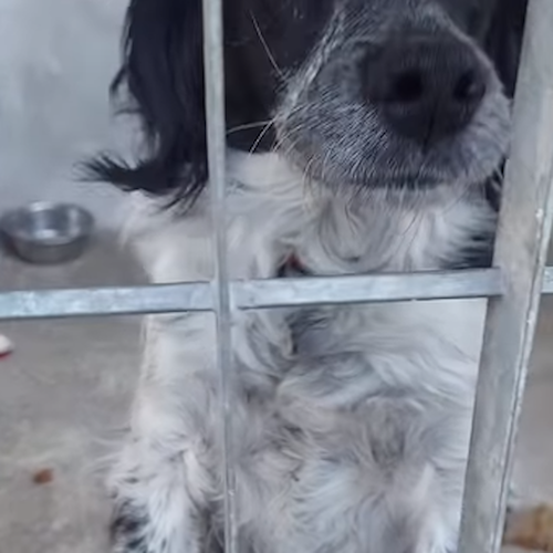 La cagnolina Rosy salvata da trauma cranico, volontari canile Cava de' Tirreni: «Troviamole una nuova casa»