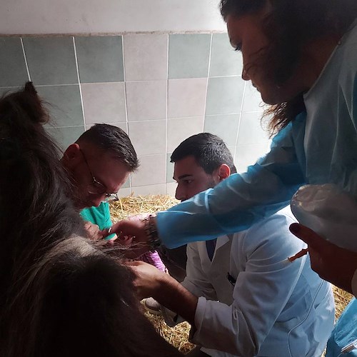 La pony Luce curata a Cava de' Tirreni, Sindaco Servalli: «Nostro canile è una vera eccellenza, grazie a tutti i volontari»