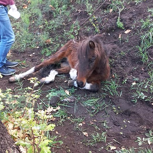 Legato ad un albero e abbandonato in montagna: pony soccorso e trasportato a Cava de' Tirreni per le cure