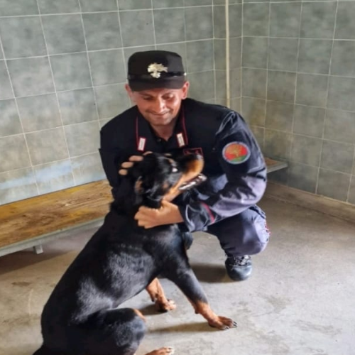 Legato con catena sotto il sole senza cibo e acqua: Rottweiler salvato dai militari di Cava de' Tirreni 