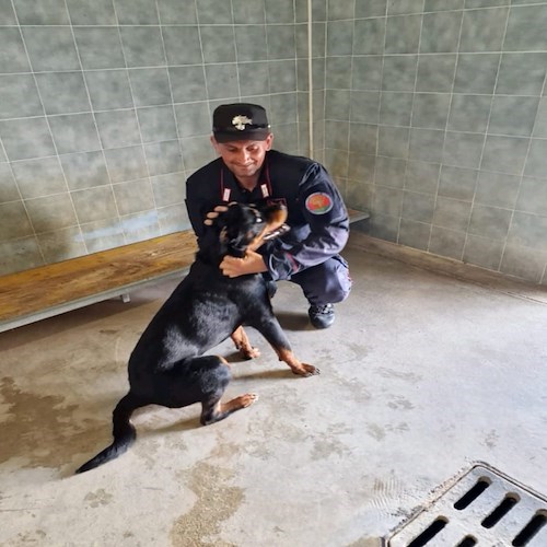 Legato con catena sotto il sole senza cibo e acqua: Rottweiler salvato dai militari di Cava de' Tirreni 