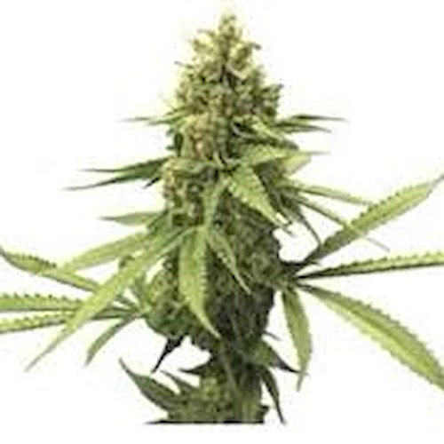 Marijuana coltivata in casa anche a Bellizzi 