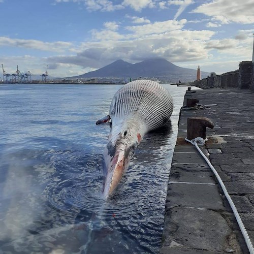 Muore balenottera a Sorrento: è la più grande mai avvistata nel Mediterraneo