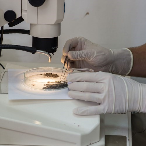 MyPompeii card, visite straordinarie al laboratorio che analizza reperti organici unici rinvenuti nell’area vesuviana