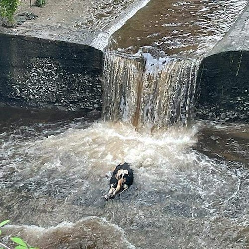 Nocera Inferiore, carcassa di vitello nel torrente Solofrana