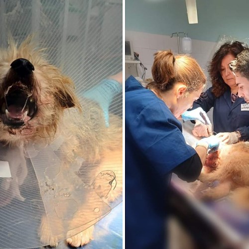 Non riusciva a respirare per gravi ferite da morso: cagnolino soccorso dai medici del Canile di Cava De' Tirreni<br />&copy; Canile di Cava De' Tirreni