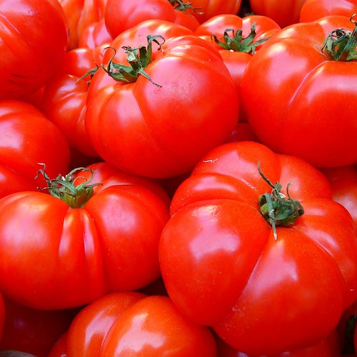 Oltre 800 tonnellate di pomodori contaminate da pesticidi: maxi sequestro nell'Agro Nocerino