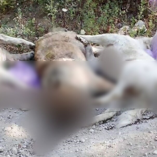 Orrore a Castel San Giorgio: avvelenamento di massa di cani nei pressi del palazzo Baronale
