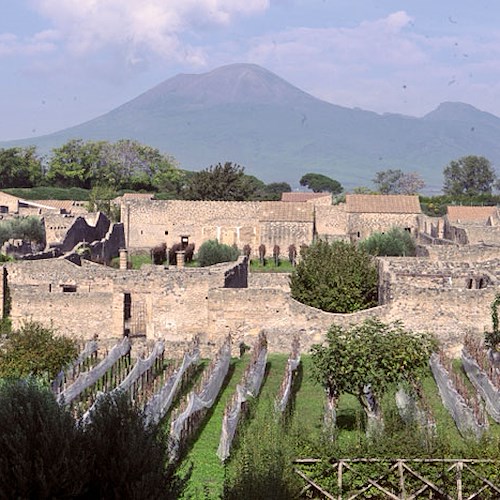 Ottobre mese di Vendemmia. A Pompei il tradizionale "taglio dell’uve" al Parco Archeologico