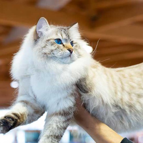 "Paestum Cat Show", dal 30 aprile al 1° maggio la prima esposizione internazionale felina 