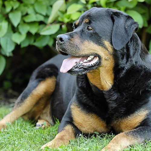 Paura a Cava de' Tirreni, nonna e nipotina azzannate da rottweiler: entrambe finiscono in ospedale 