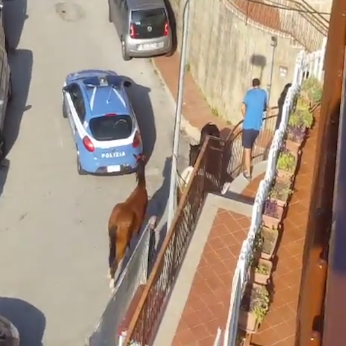 Paura a Salerno: cavalli imbizzarriti danneggiano auto in sosta [VIDEO]
