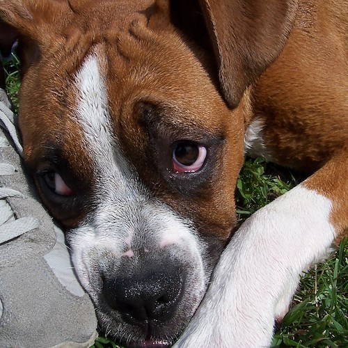 Piombini di ferro sparati contro cagnolino a Cava de' Tirreni, si indaga 