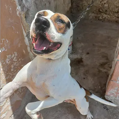 Pitbull maltrattati e tenuti incatenati sotto il sole, la scoperta a Battipaglia
