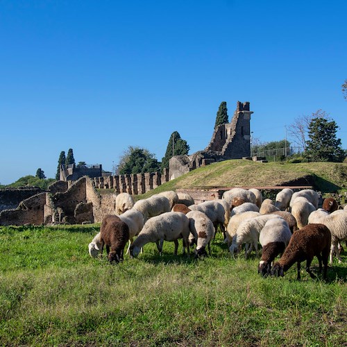 Pompei, eco pascolo per una manutenzione sostenibile dell'area verde della città antica