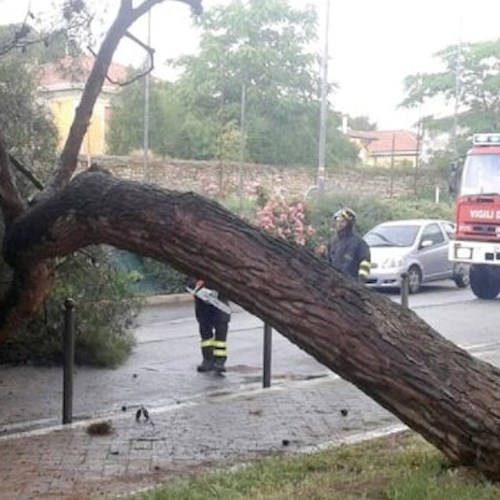 Raffiche di vento, grosso albero cade sulla strada di Pregiato 