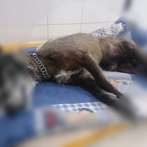 Recuperato in stato di shock dal canile Cava de' Tirreni, cane anziano perde la vita: «Non ha retto i botti di Capodanno»