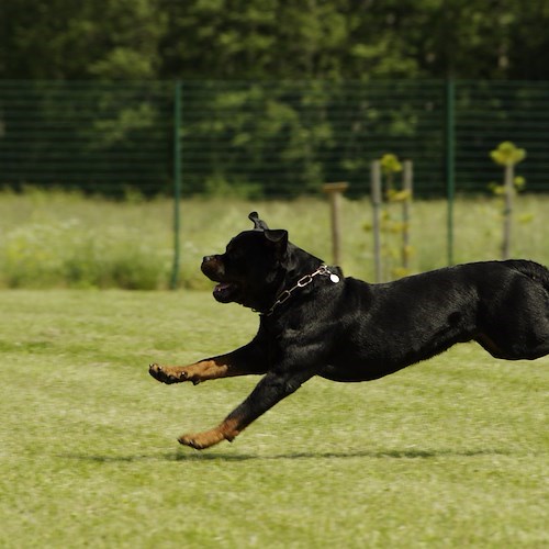 Sala Consilina, giovane donna azzannata da tre rottweiler