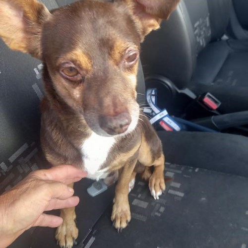 Salerno, choc sulla spiaggia di Torrione: uomo tenta di annegare cagnolino in mare 