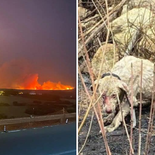Sardegna in fiamme, devastati 20 mila ettari e oltre 1000 sfollati 