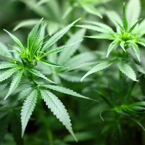 Scoperta piantagione di marijuana in casa: arrestati due fratelli a Cava de' Tirreni 