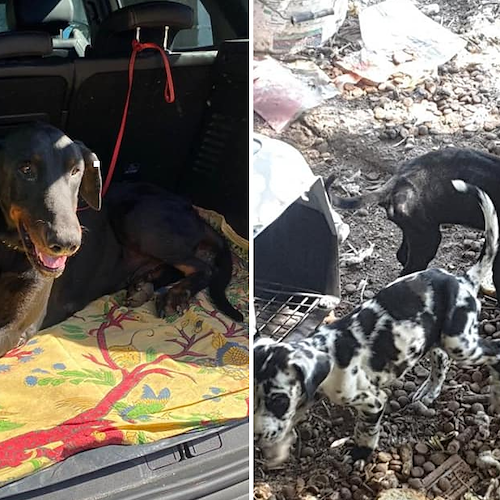 Scoperto canile lager a Pontecagnano, salvati 20 cuccioli. Denunciato proprietario