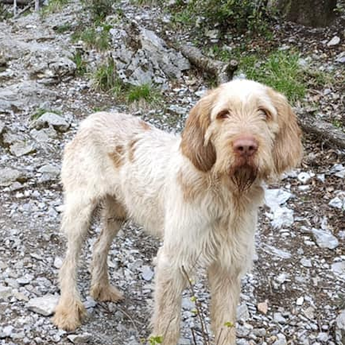 Si perde sulle montagne di Maiori, il cane Nico ritrovato a Cava de' Tirreni 