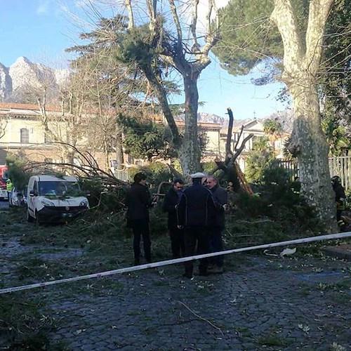Tragedia a Cava de' Tirreni, Servalli precisa: «Patrimonio arboreo soggetto a costante controllo»