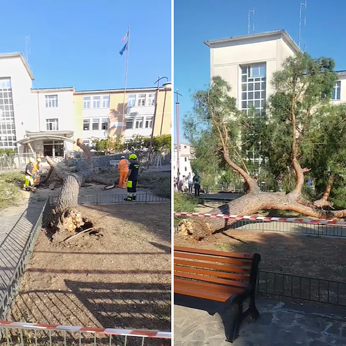 Tragedia sfiorata ad Agropoli, albero crolla davanti al seggio elettorale 
