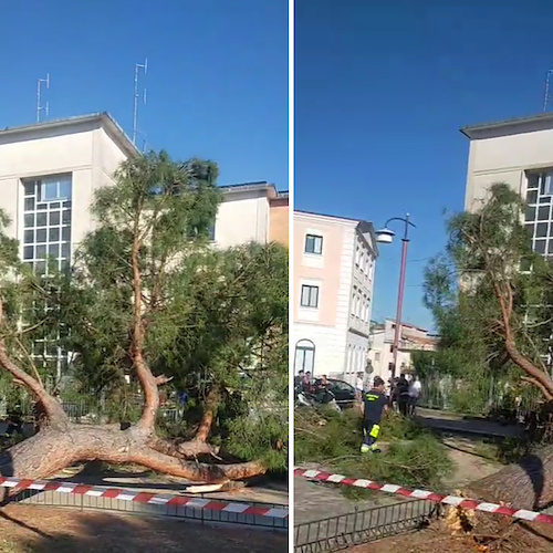 Tragedia sfiorata ad Agropoli, albero crolla davanti al seggio elettorale 