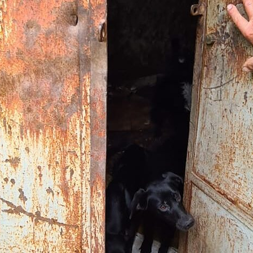 Vergogna ad Eboli, deteneva oltre 80 cani in locali bui e angusti: nei guai 60enne