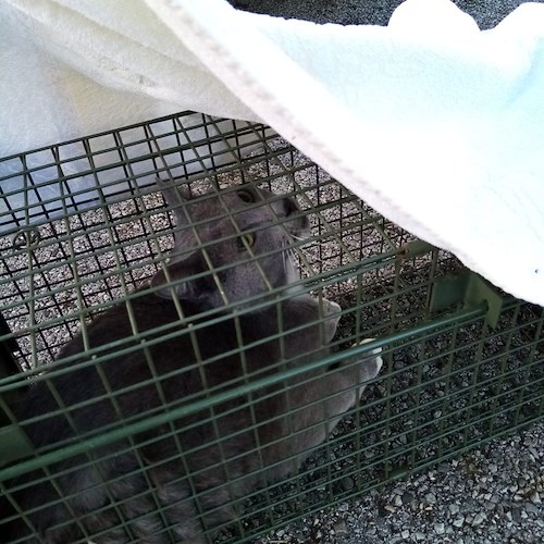 Viene sfrattato e abbandona 20 gatti nell'appartamento, la scoperta dell'Anpana a Cava de' Tirreni 
