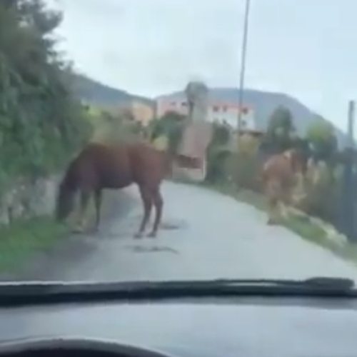 Vietri sul Mare, animali vaganti per le strade di Dragonea: pericolo per gli automobilisti [FOTO]