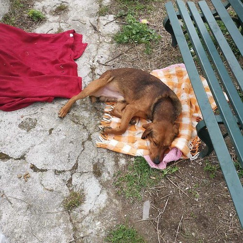 Vietri sul Mare, cane abbandonato a Dragonea: intervengono cittadini, comitato e polizia per soccorrerlo 