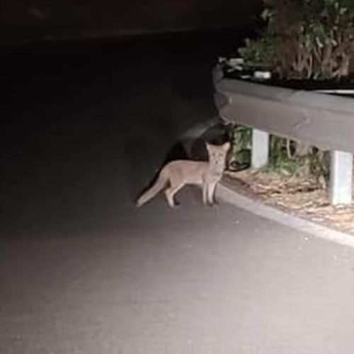 Vietri sul Mare, cuccioli di volpe sulla SP75 Avvocatella. L'appello del Comitato Civico Dragonea: «Prudenza e attenzione» 