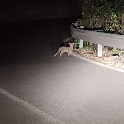 Vietri sul Mare, cuccioli di volpe sulla SP75 Avvocatella. L'appello del Comitato Civico Dragonea: «Prudenza e attenzione» 