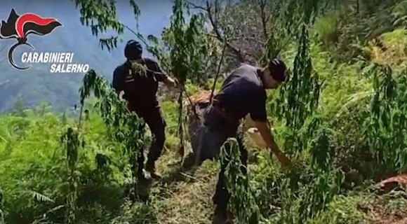 Controlli antidroga con l'elicottero: scoperta maxi piantagione di marijuana sui Monti Lattari 